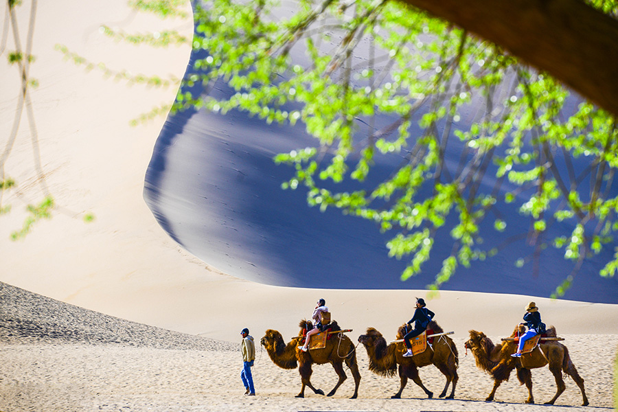 Apricot blossoms bring tourists to Northwest China