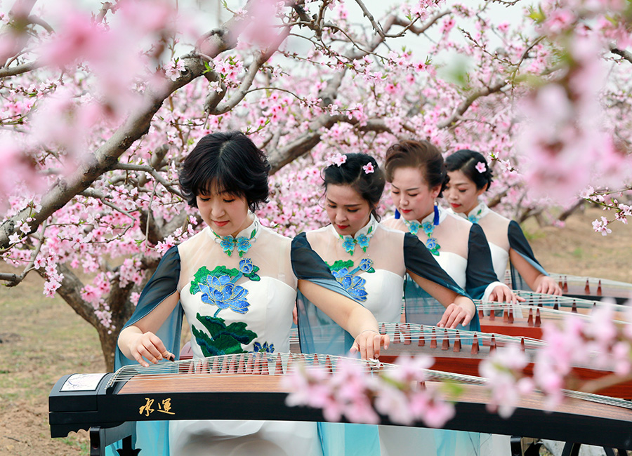 Beautiful music blooms with Shanxi spring flowers