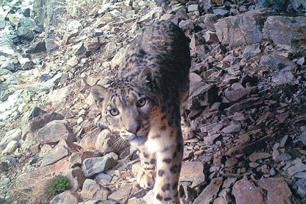 Snow leopards thrive under protection