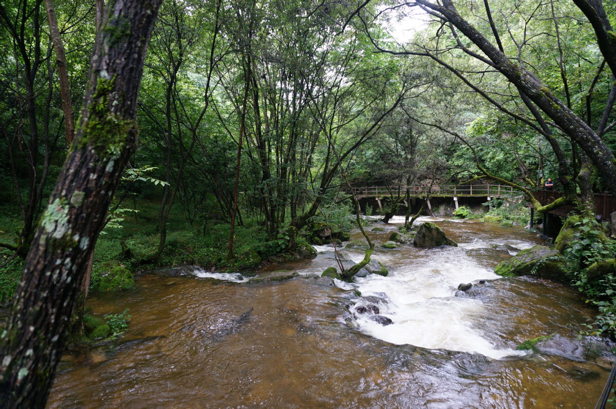 Tourism brings prosperity to residents near forest park in NW China