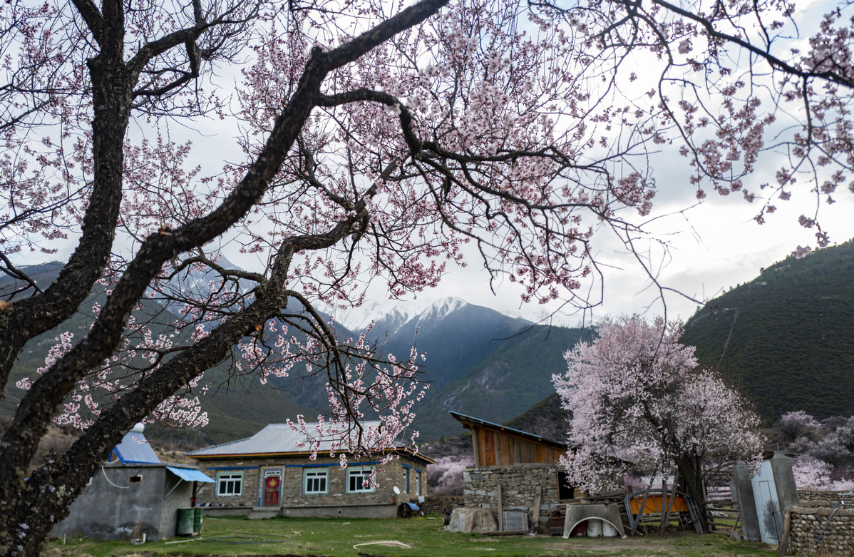 Tibet to start annual peach blossom festival 