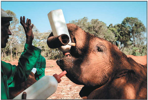 At Kenyan orphanage, baby elephants find a new life and love