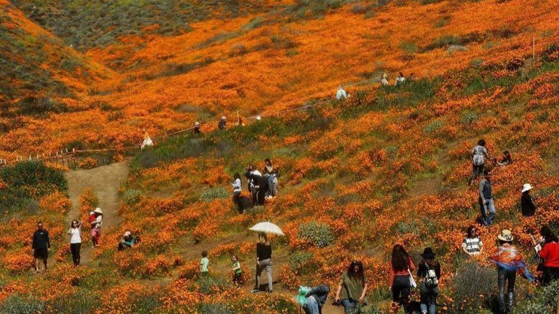 Enjoy that gorgeous super bloom, but don