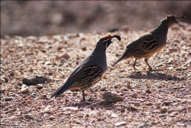 Outdoors, natural beauty and a sense of adventure in Henderson