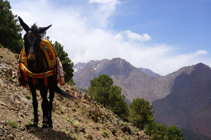 Trekking Around the Atlas Mountains of Imlil, Morocco