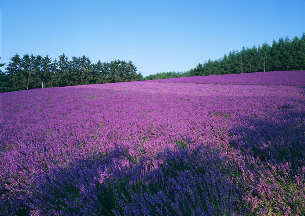 Bloom across China drawing crowds