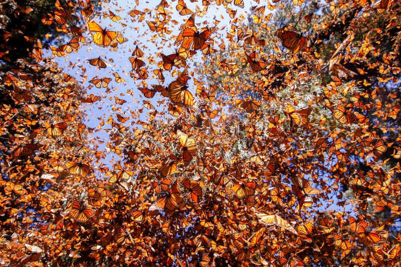 The Tiny Sticker That Traveled More Than a Thousand Miles on the Wing of a Butterfly