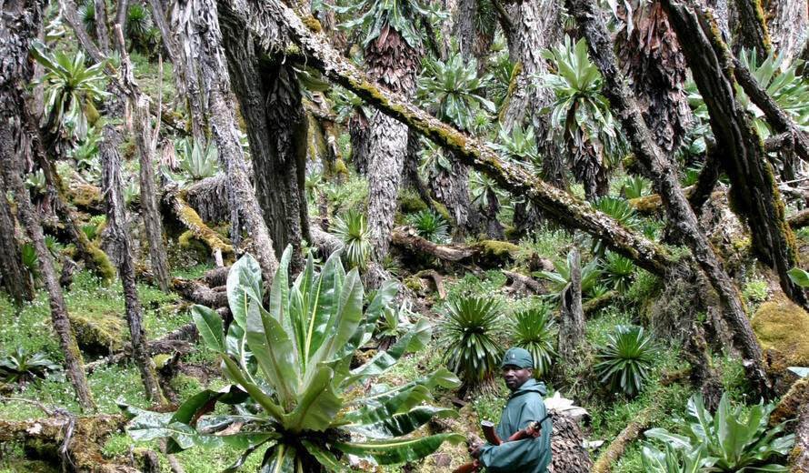 UNESCO grants emergency funds for reconstruction of infrastructure destroyed after floods and landslides in Rwenzori Mountains