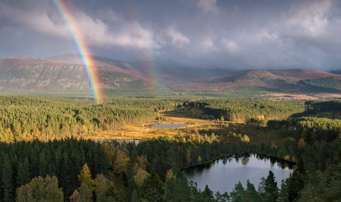 Cairngorms Forests: A rich heritage of native timber production