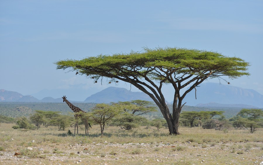 Kenya says tourism on recovery path amid COVID-19 pandemic 