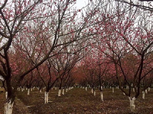 Enjoy plum blossoms in early spring