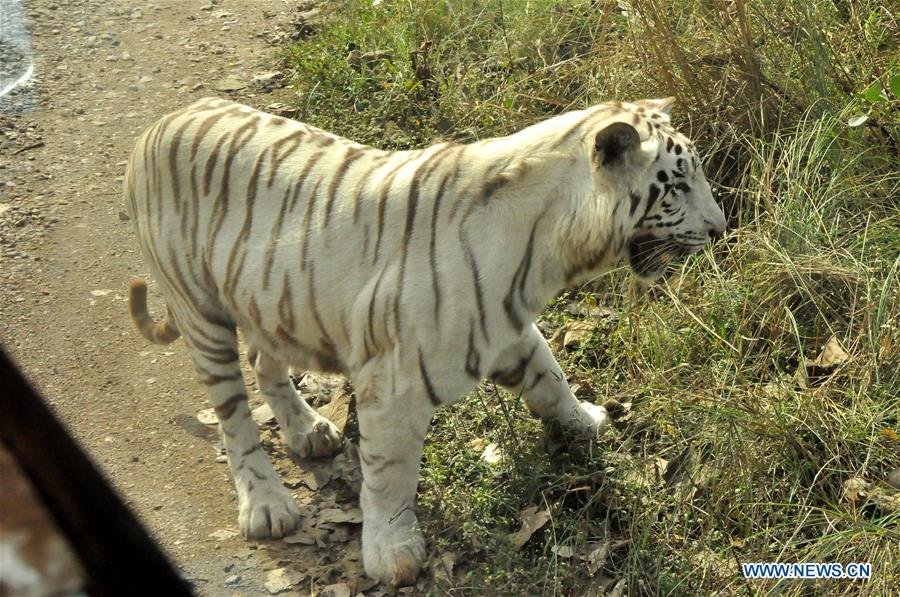 "Heart of India" aims to boost tourism riding on highest tiger headcount 