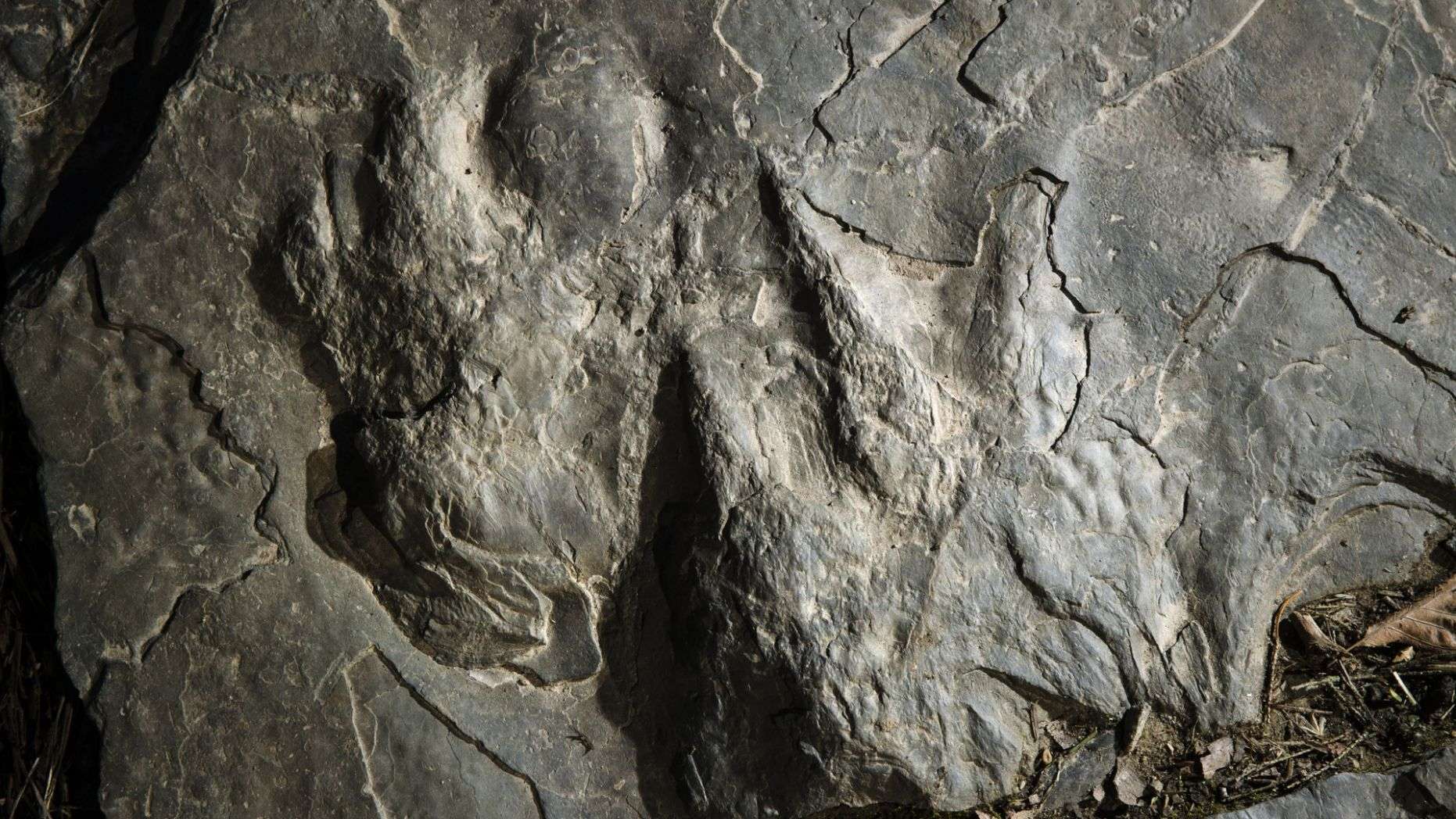 Dinosaur tracks make fresh impression at Valley Forge park