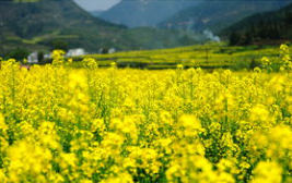 油菜花旅游推广联盟婺源成立