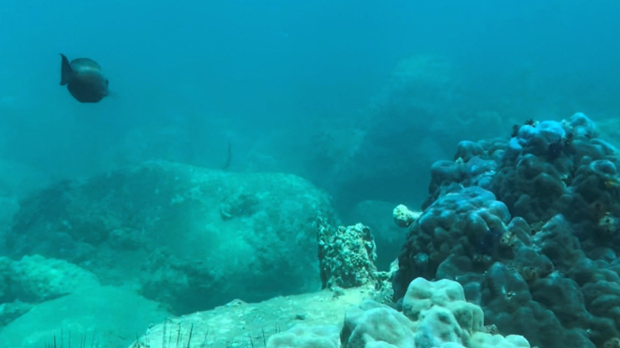 Vietnam halts scuba diving off popular island to protect coral