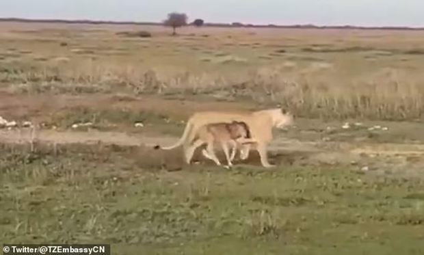 母爱战胜捕食本能：坦桑尼亚母狮竟然护送牛羚幼崽回到族群