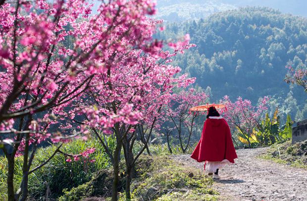 Cherry blossoms in Fujian attract throngs of early springtime visitors