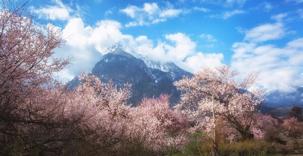 【玩转山地】总要去趟林芝，才不辜负这鲜花盛开的春天