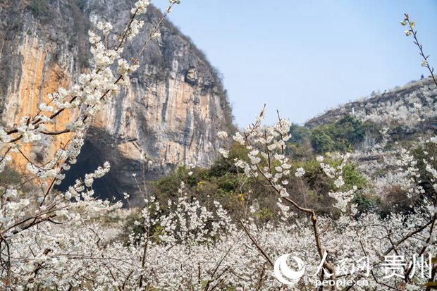 Jiudongtian Scenic Area: Cherry blossoms in full bloom as spring arrives in Guizhou