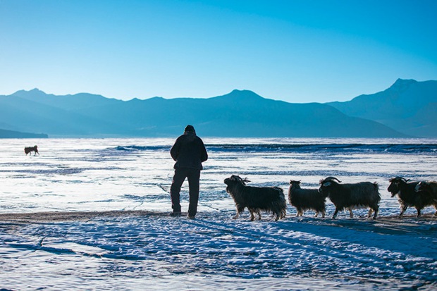 Bountiful green grass awaits sheep herds on frozen Puma Yumco Lake in SW China