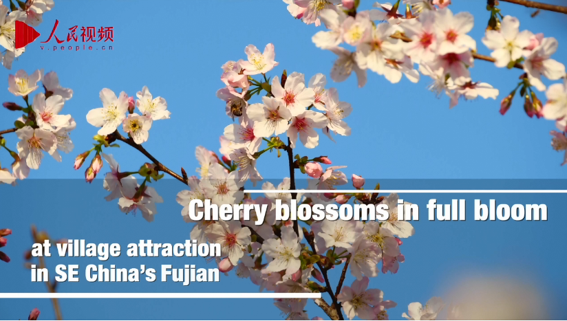 Cherry blossom trees in full bloom in village in Fujian