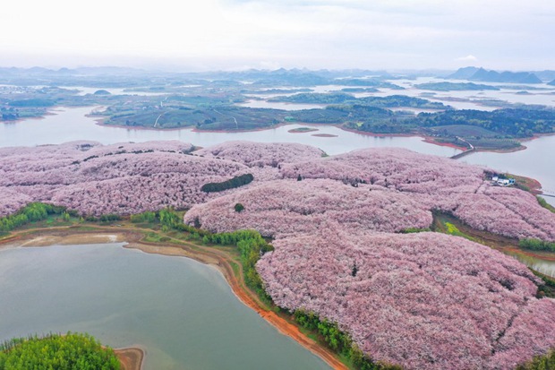 700,000 cherry trees in full blossom in SW China