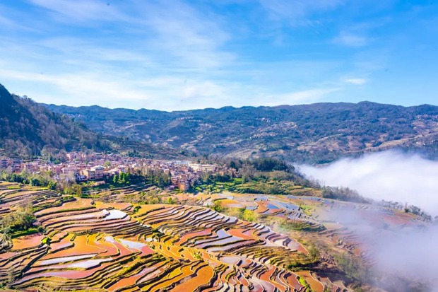 景区旅游生意不佳，黄山鼓励导游兼职采茶