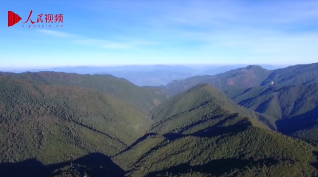 Ailao Mountain in SW China’s Yunnan: treasure trove for biodiversity