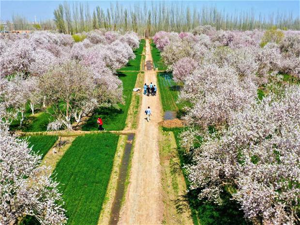 Xinjiang welcomes spring with apricot blossoms in full bloom