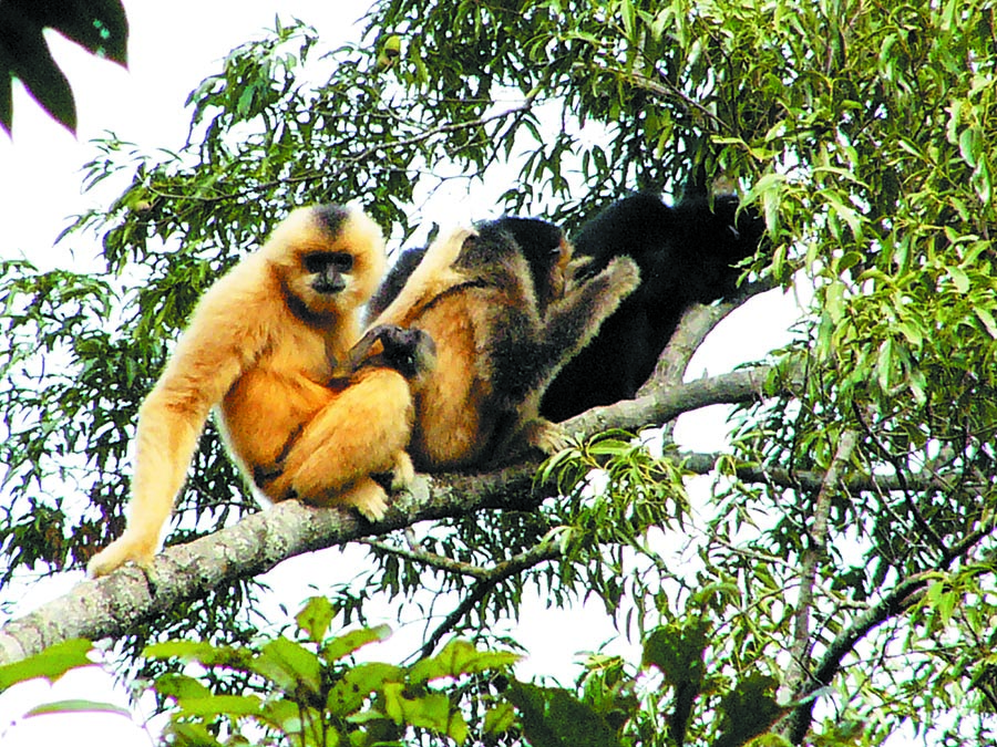 Hainan gibbons are rare but helpful creatures