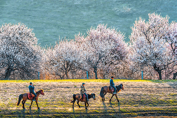 Springtime blossoms add cheer to tourism