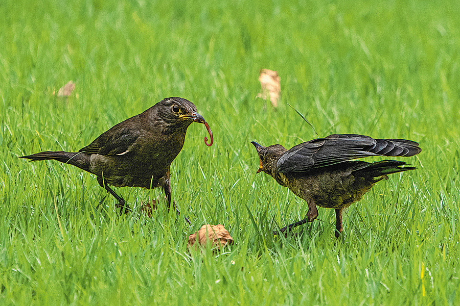 Interest in bird-watching has grown in Shanghai