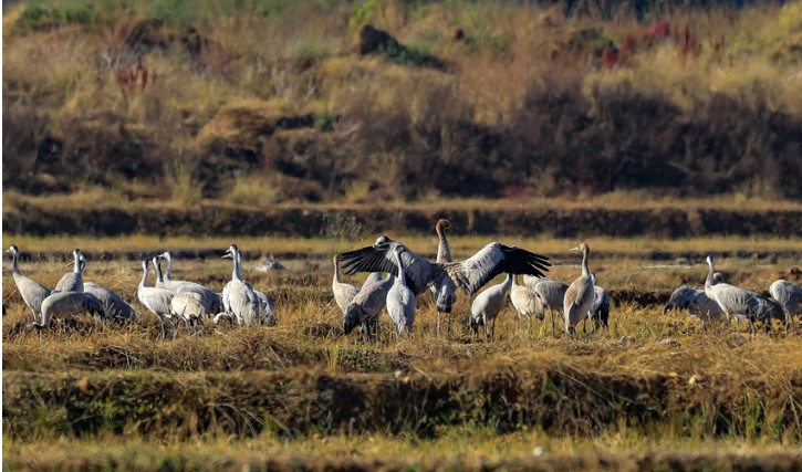 Migrating grey cranes fly to national wetland park in SW China