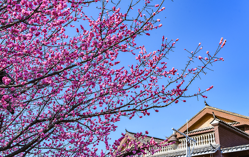 Spring plum blossoms at ancient town draw visitors in Guizhou