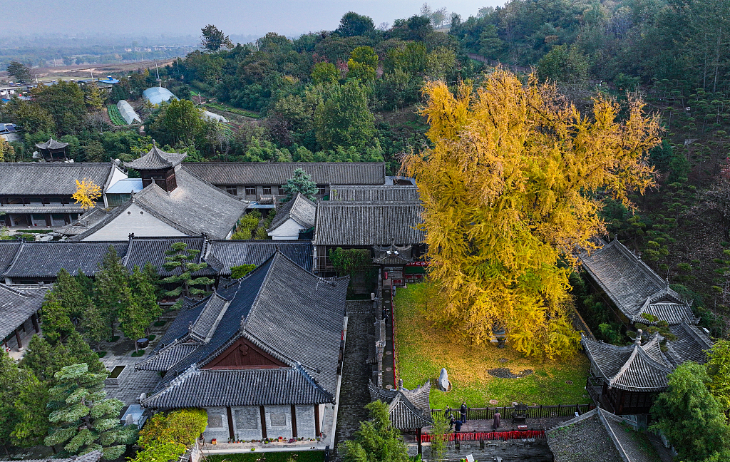 Ancient ginkgo tree welcomes its 