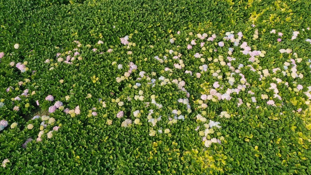 【玩转山地】盛夏时节 云南昆明斗南湿地公园绣球花绚丽开发