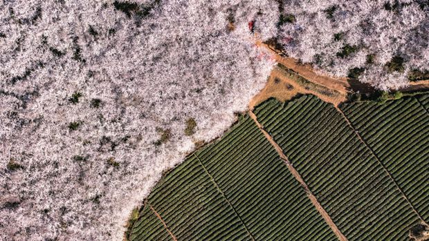 Cherry blossoms delight tourists in Guizhou