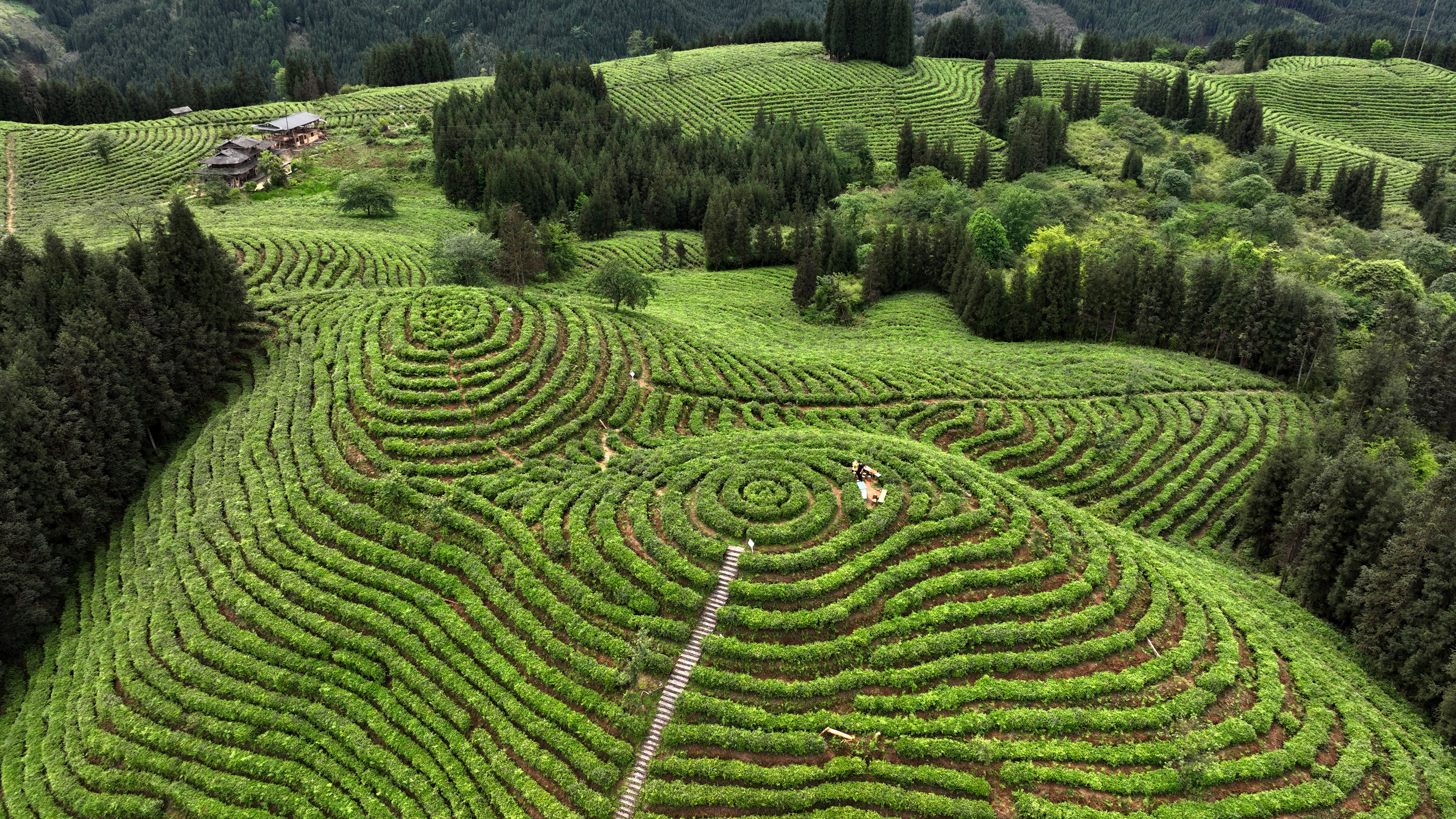 Tea garden in Sichuan resembles Earth