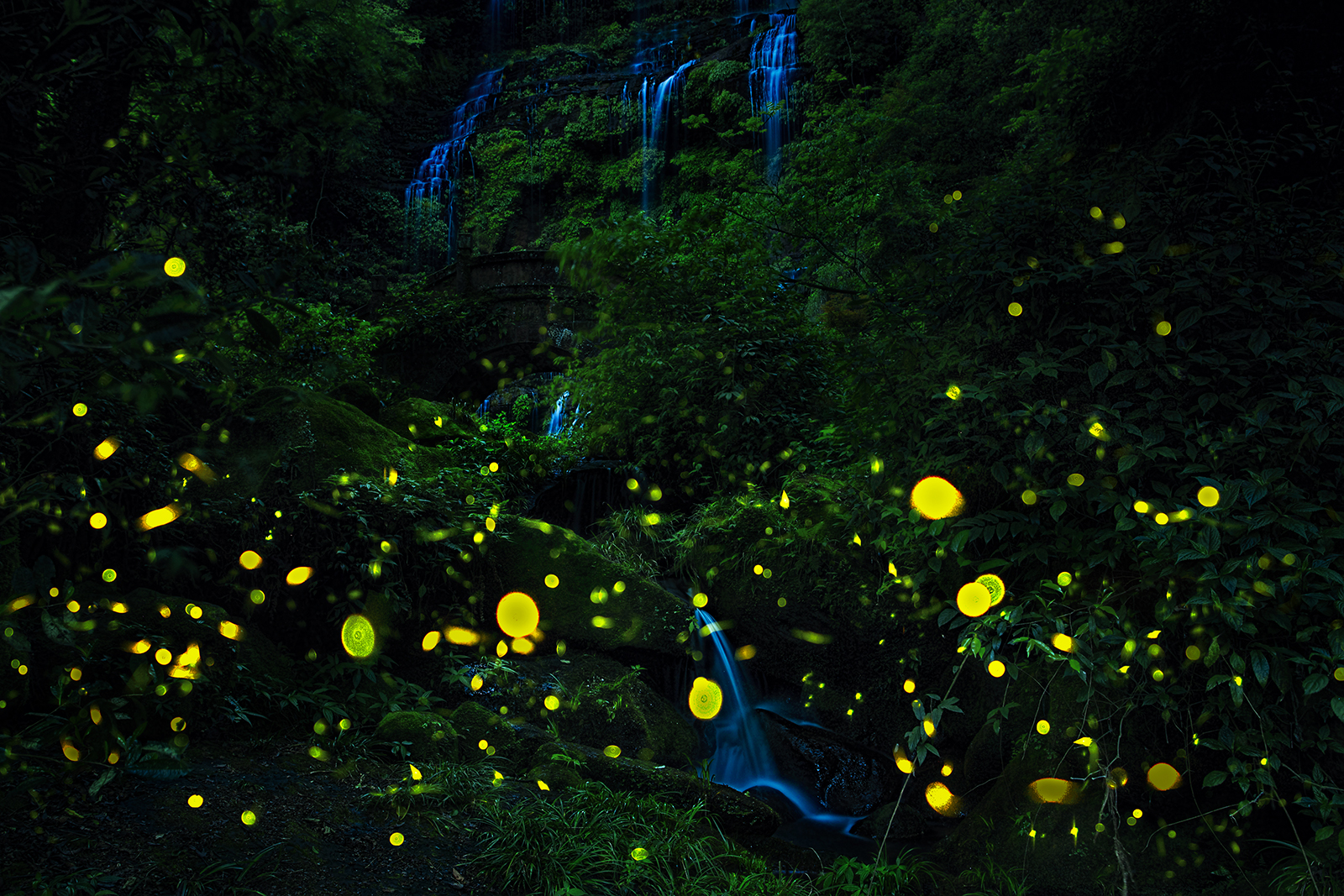 Enchanting spectacle of fireflies on Tiantai Mountain