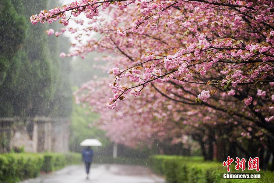 Spring rain adds beauty to Guizhou cherry blossoms