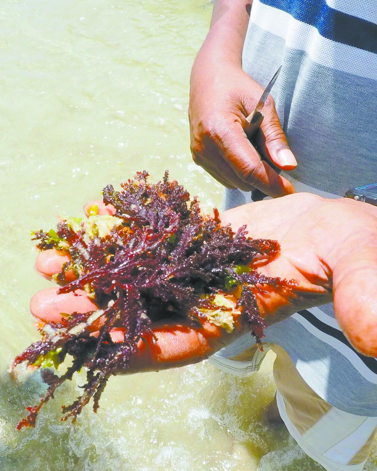 加勒比人通过海苔奶昔“拥抱大海”