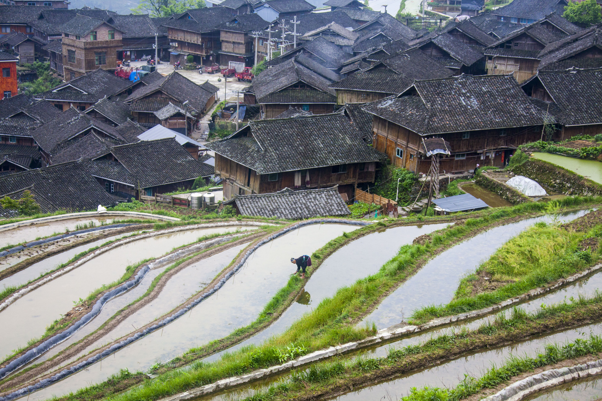 Miao village in Guizhou in harmony with rice terraces