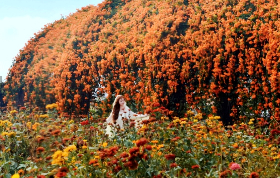 Lush flame vines form a stunning waterfall of flowers