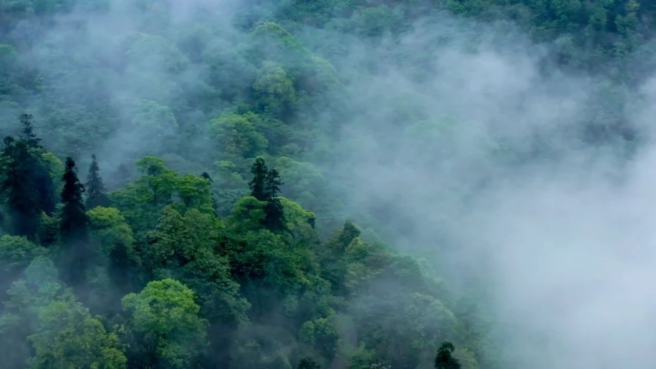 什么是哀牢山？探索自然之谜与守护生态的边界