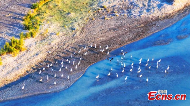 Ebinur Lake in Xinjiang hosts flock of migratory birds
