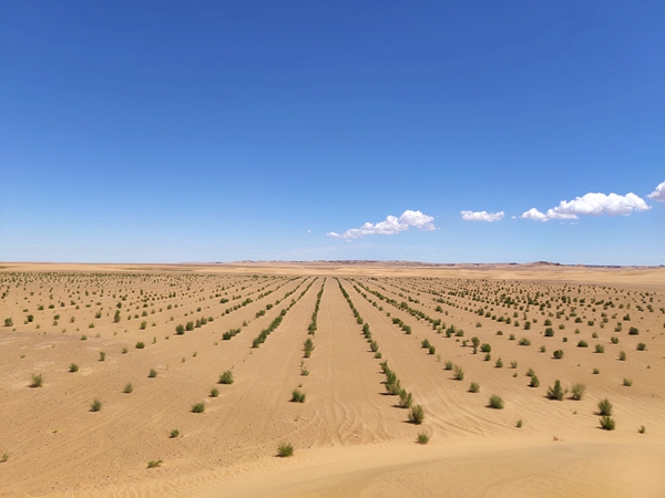 Special tree branches out to tame desert