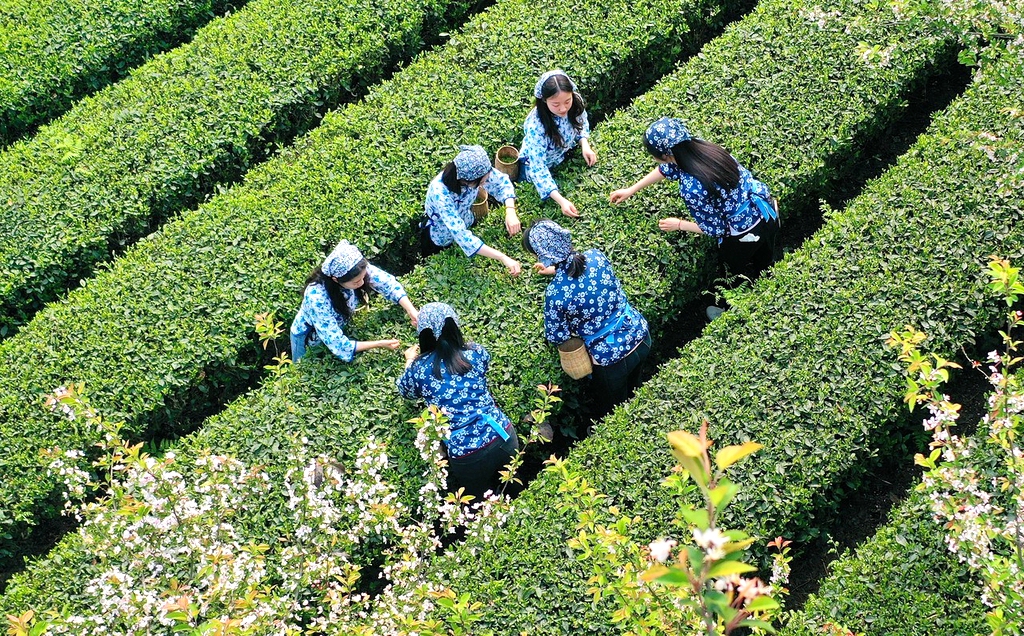 Tea farmers welcome spring tea harvest across China
