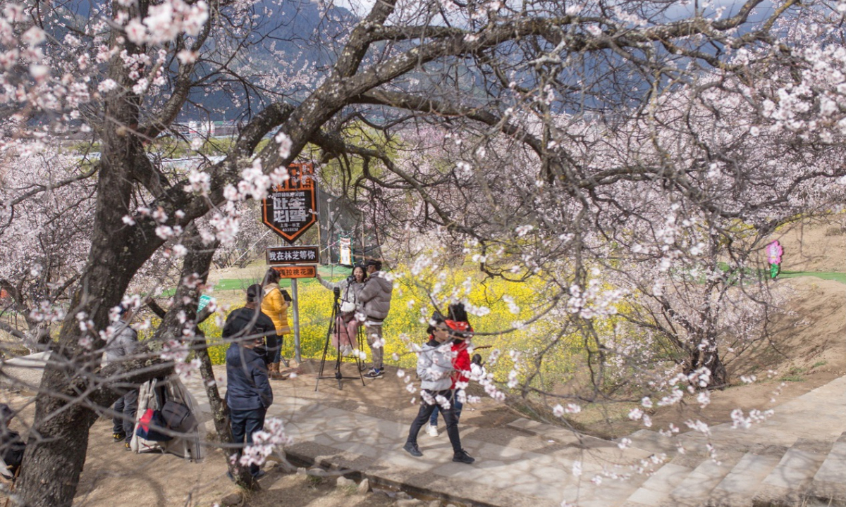 Peach blossom festivals show beauty, happiness in Xizang