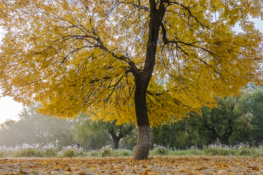 Places to enjoy an awesome autumn in Beijing