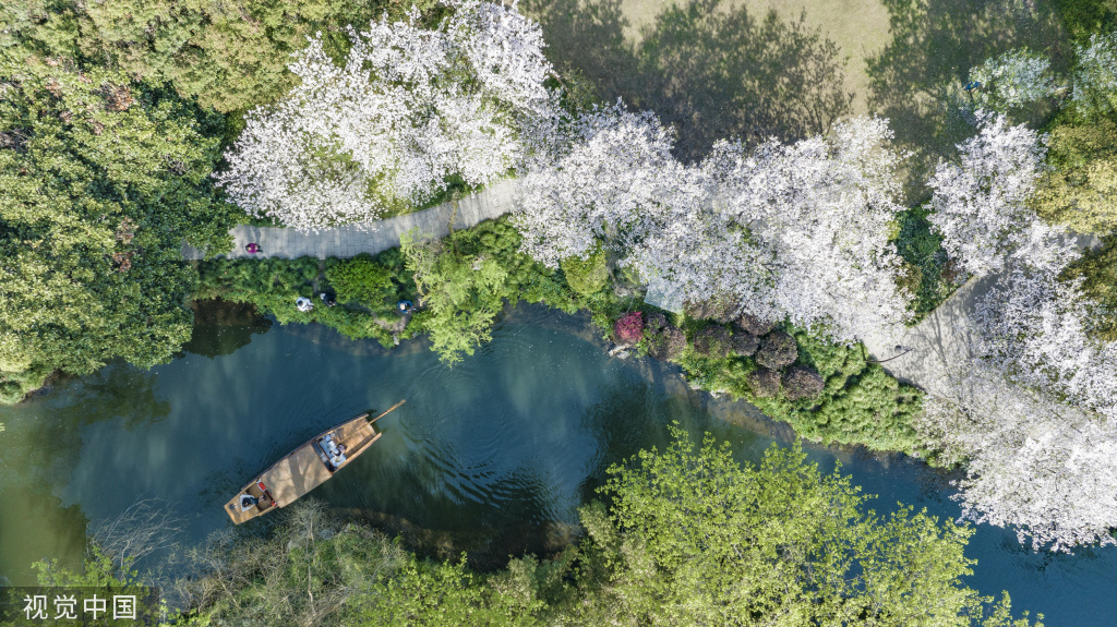 【玩转山地】杭州西湖曲院风荷风景区樱花盛开 游客泛舟湖上穿梭赏景